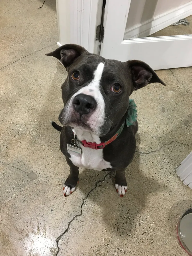 Gertrude Tootsie Price